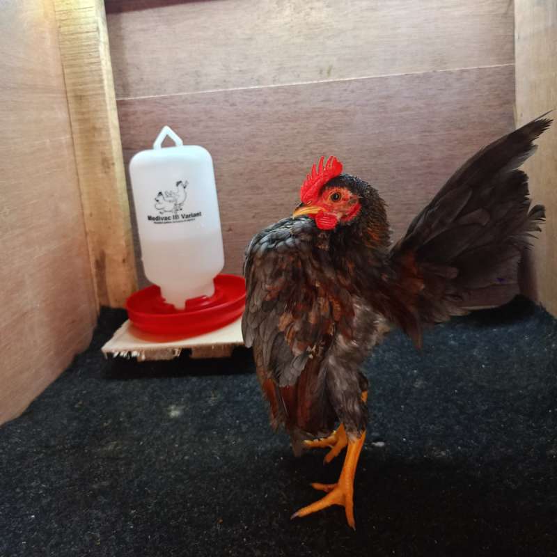 AYAM SERAMA JANTAN REMAJA (JONY)