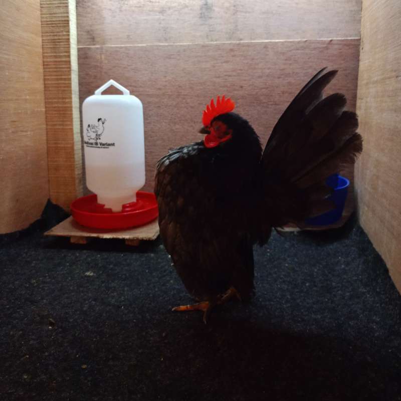 AYAM SERAMA JANTAN REMAJA (SYLVASTER)