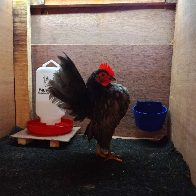 AYAM SERAMA JANTAN REMAJA (SYLVESTER)