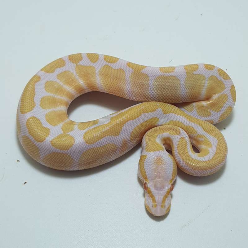 ALBINO
