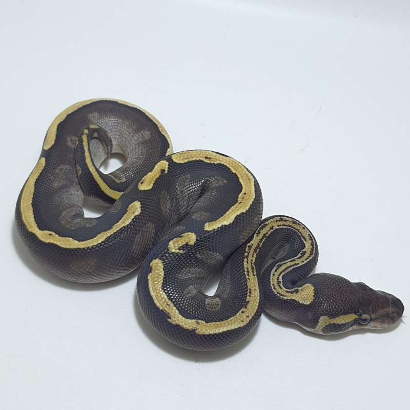 MOJAVE GHI HET HYPO