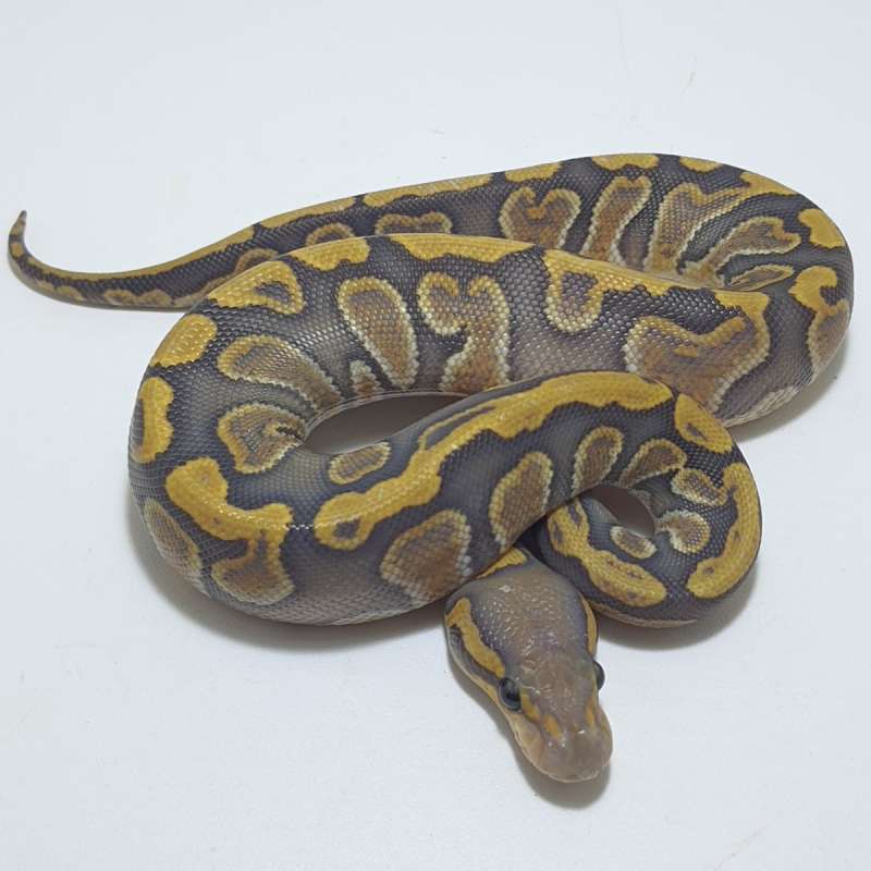 HYPO MOJAVE