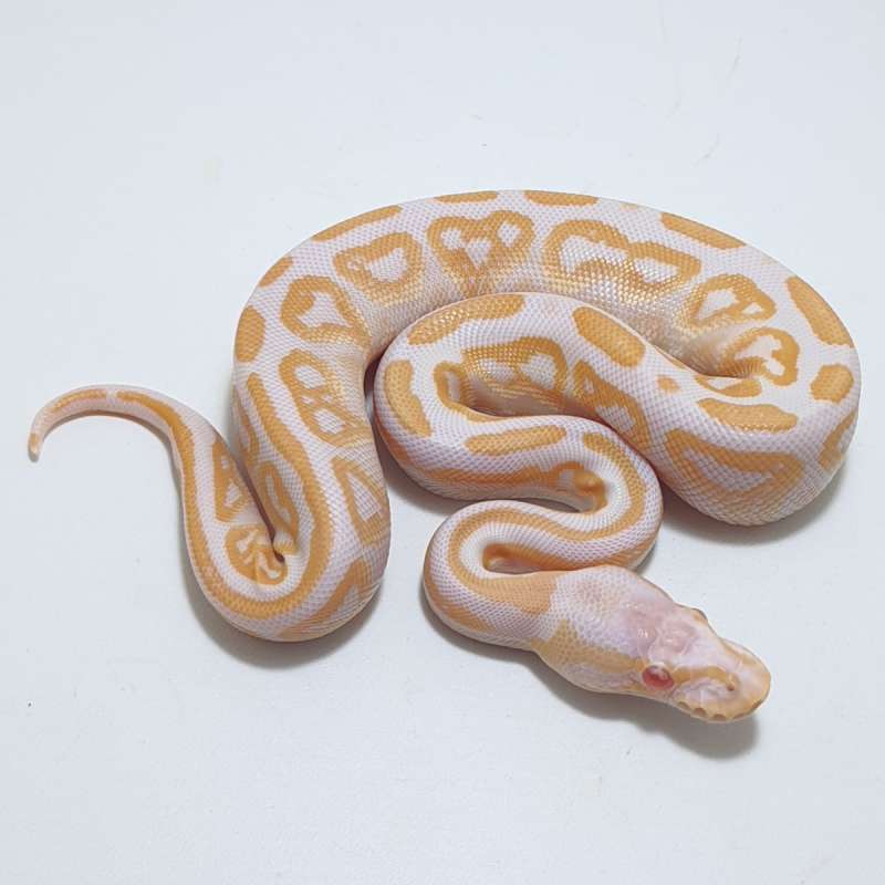 ALBINO CINNAMON