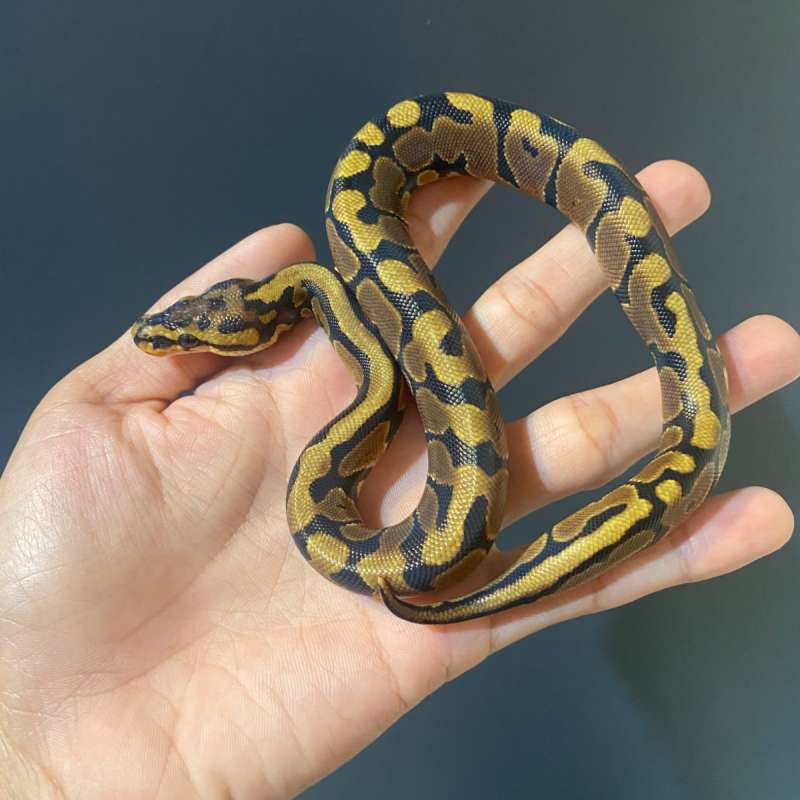 F - Spotnose het Clown ph 66% DG