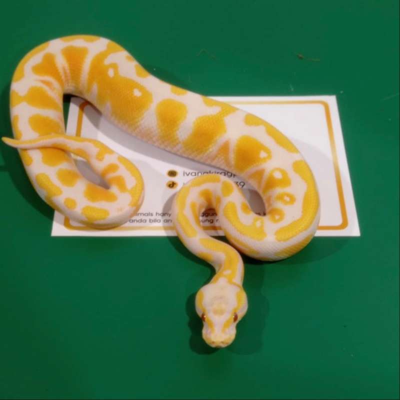 Pastel Lavender het 66% Clown Pied Ball Python [250101M]