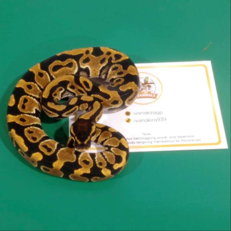 het 66% Lavender Clown Pied Ball Python [250102M]