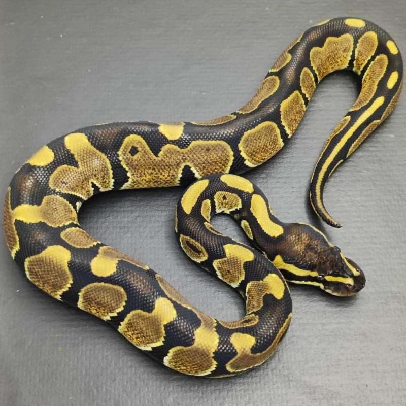 Female Enchi Motif ++