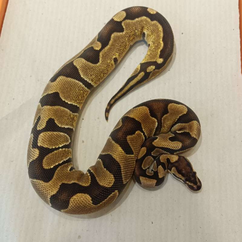 Enchi Het DesertGost possible het Clwon