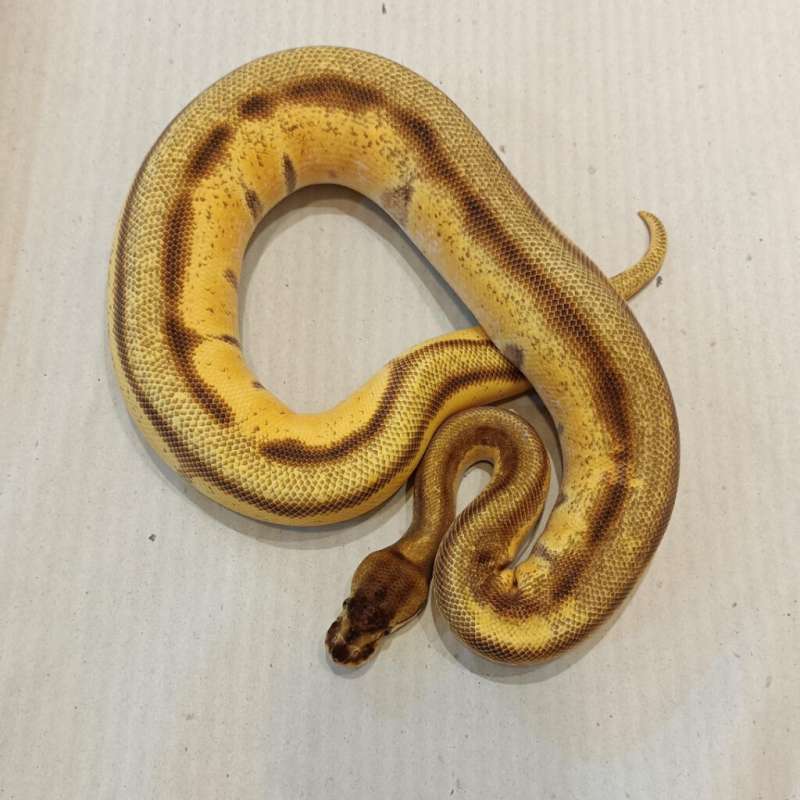 Orange Dream Enchi Genetic stripe