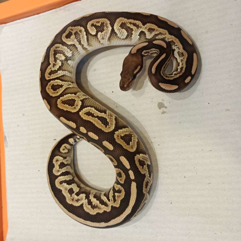 Black Mojave possiblehet ultra pied