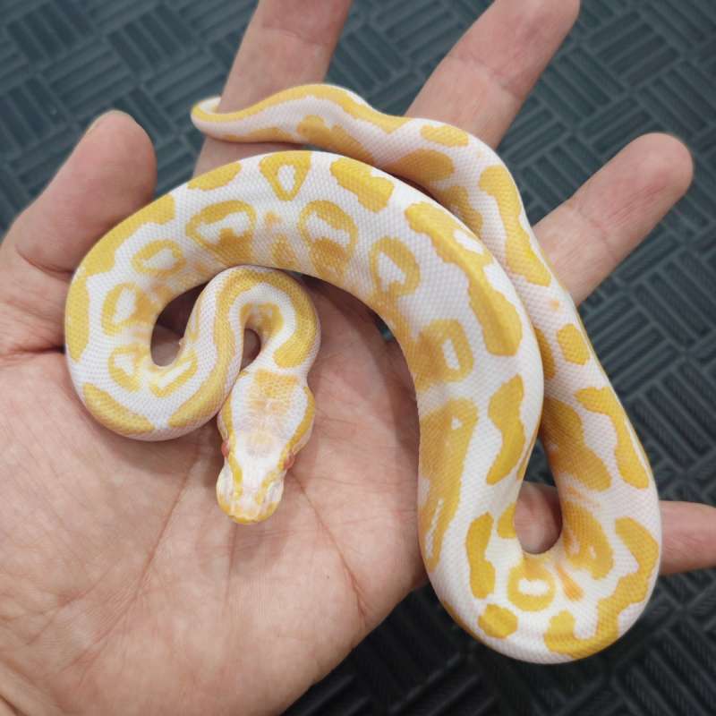 M Albino Het Pied (Hi contrast)