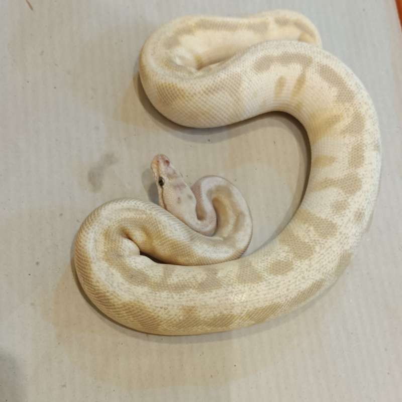 Choco Lesser Spider Pastel Leopard Het Hypo