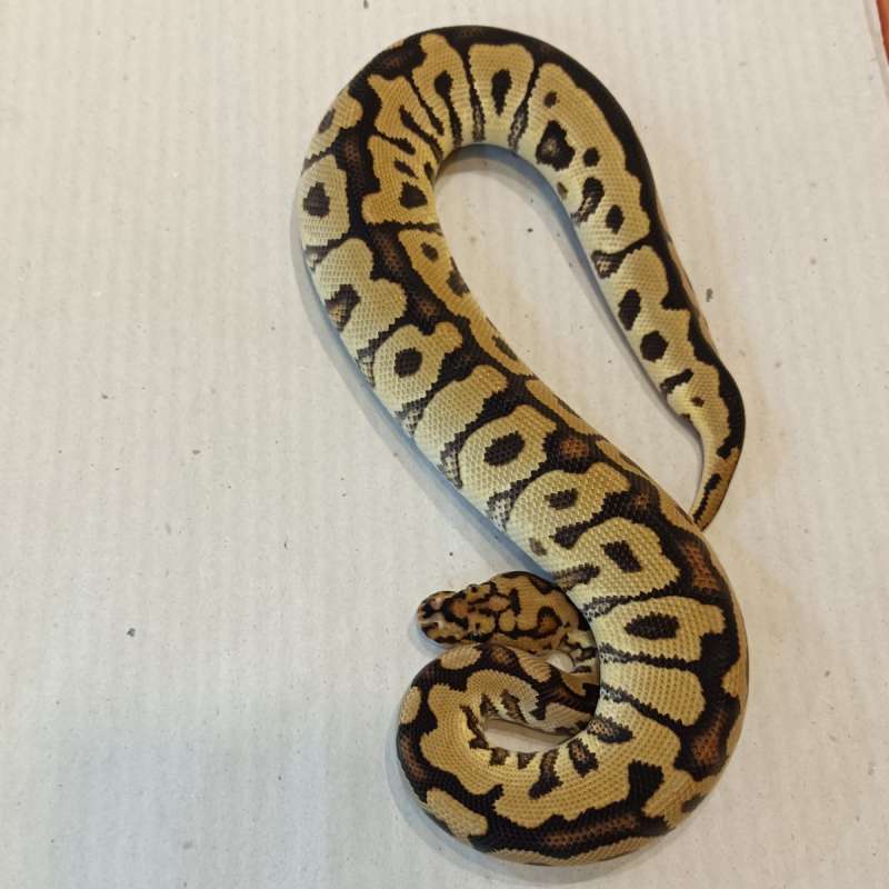 Spotnose Clown Het Lavender