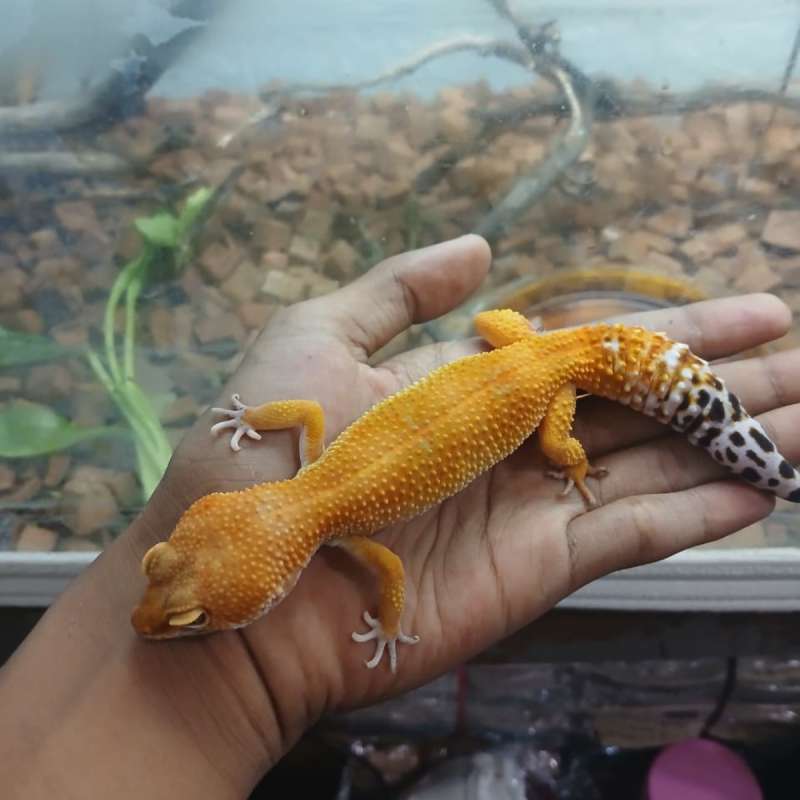 Leopard Gecko SHTCTB