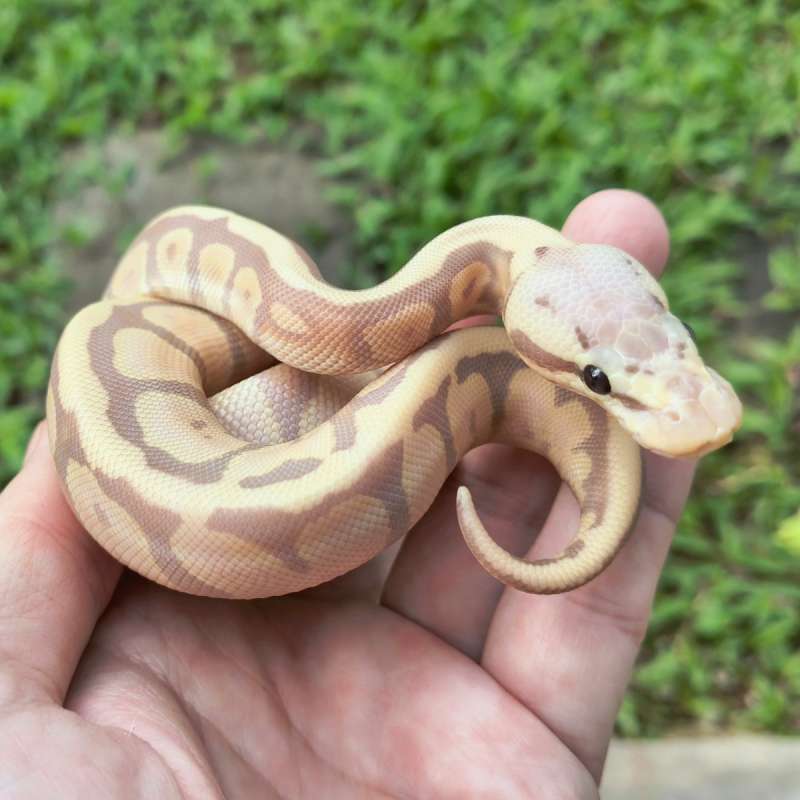 F Banana Pastel (Enchi) 66% het Clown [25C1202]