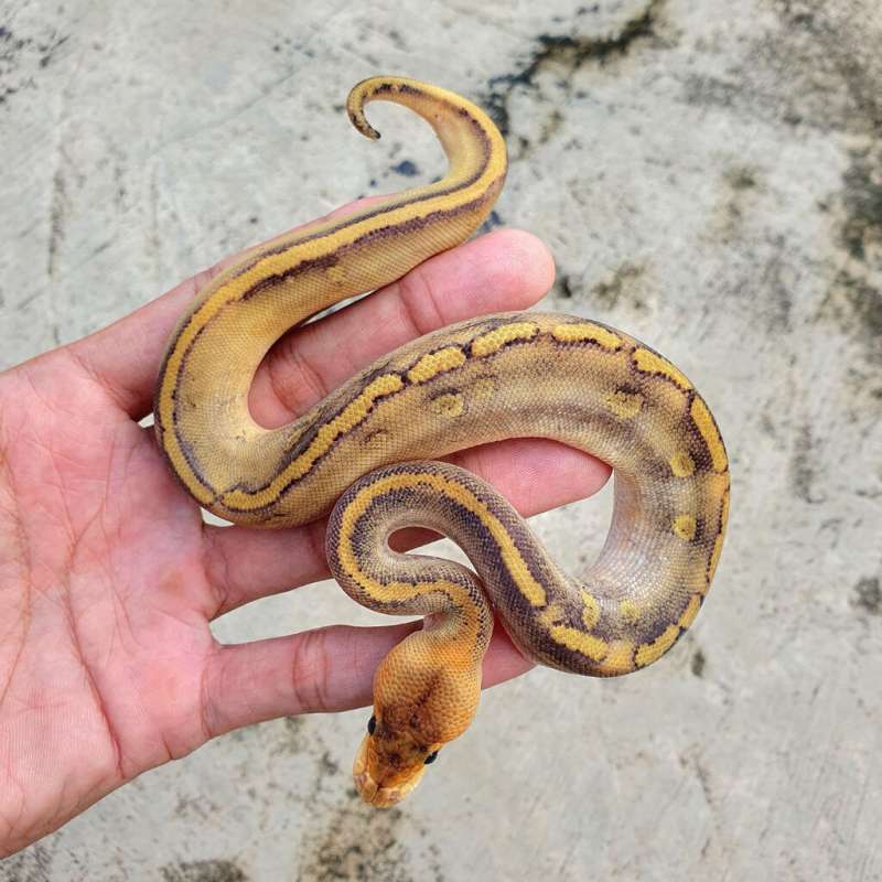 CHAMPAGNE DH DG CLOWN