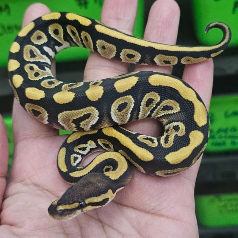 PHANTOM HET CLOWN POSS HET LAVENDER