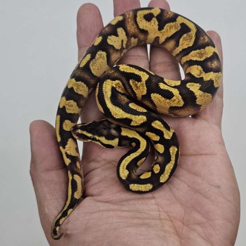 ENCHI PASTEL YELLOW BELLY HET PIED POSS HET LAVENDER