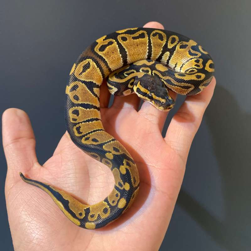 M - Normal het Pied ph 66% lavender