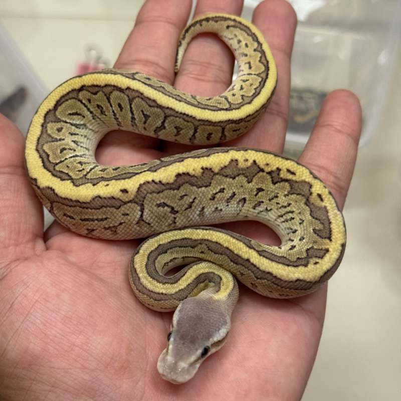 Female Mojave Pinstripe 100% Het VPI Axanthic