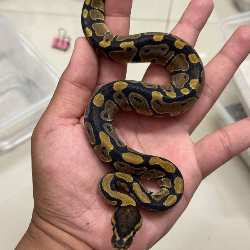 Female Normal 100% DH VPI axanthic Clown