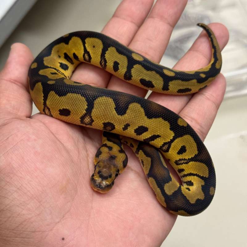 Female Clown 66% Het Hypo