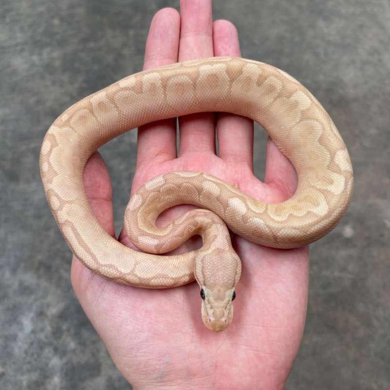 banana bamboo poss gravel ph hypo clown