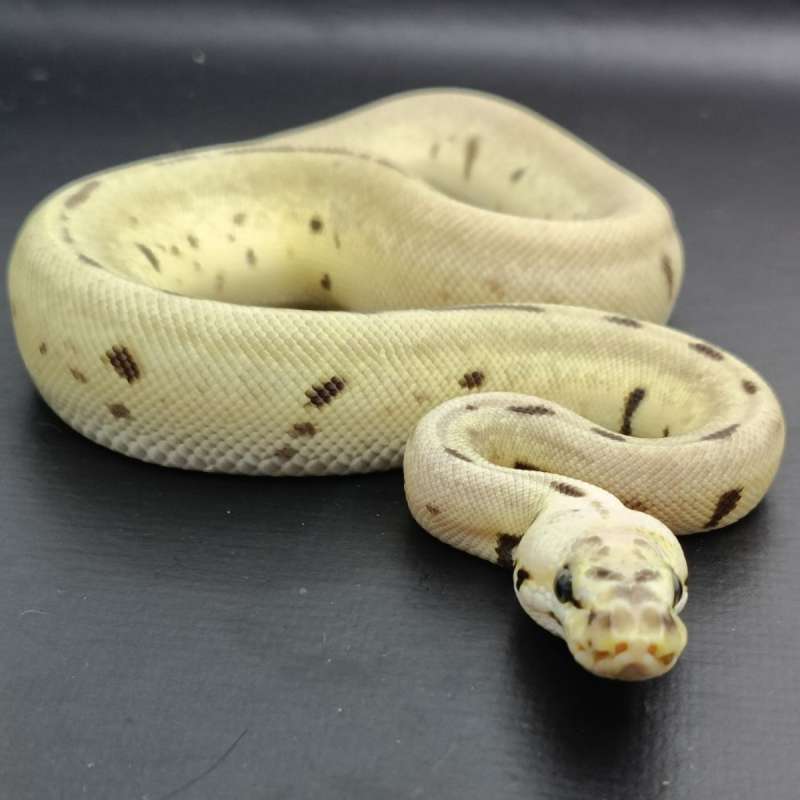 Leopard Spider Enchi 66% het Clown