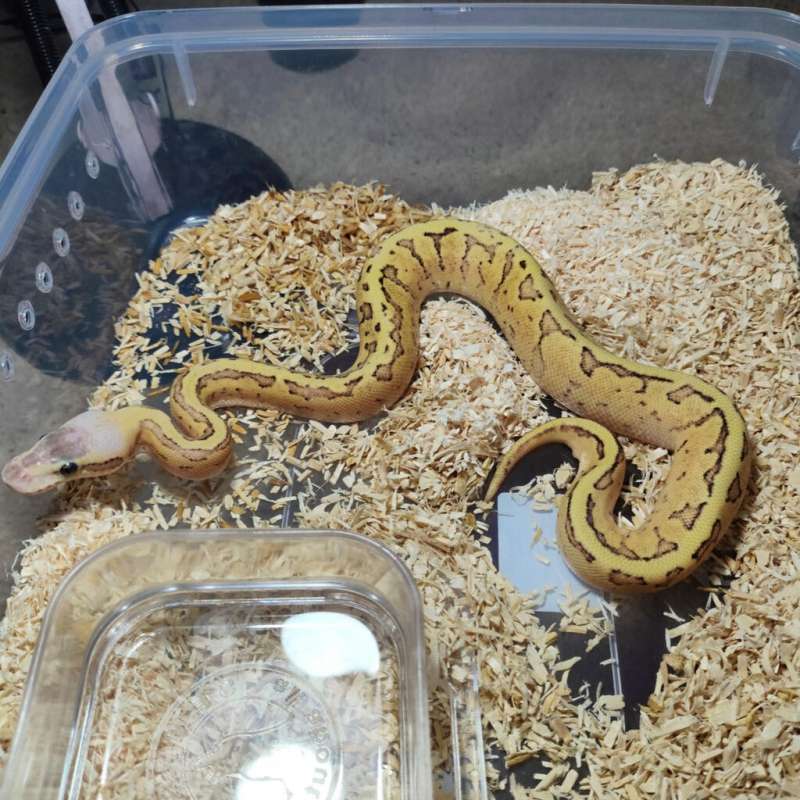 Hypo fire pastel pinstripe