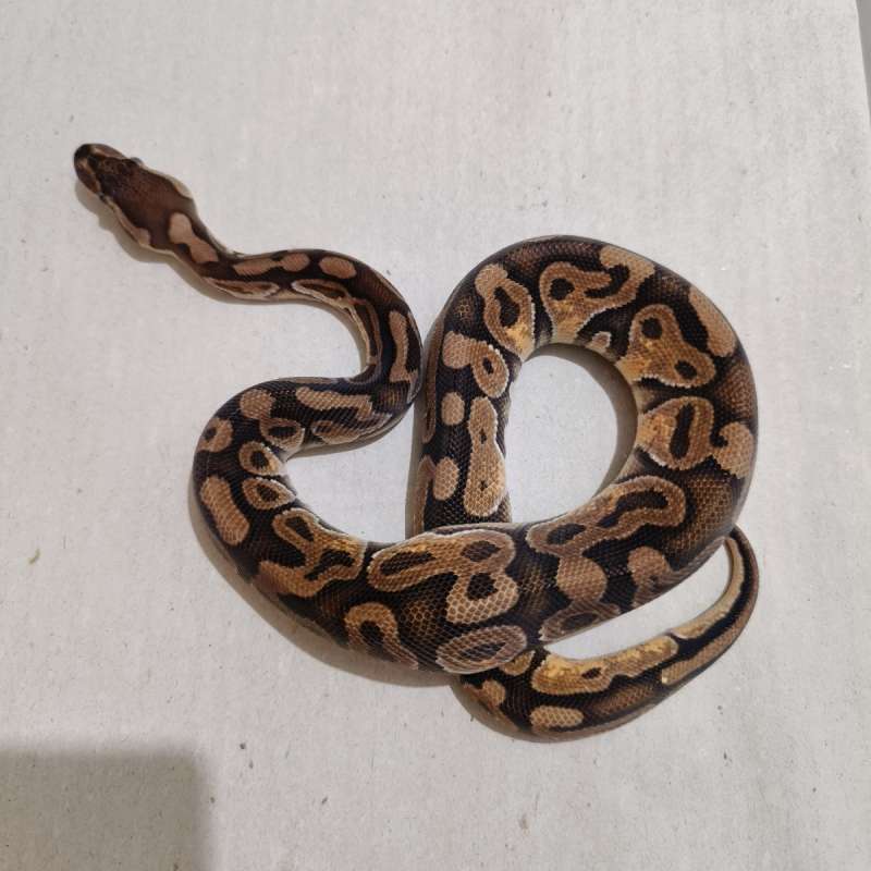 Male Blackpastel Enchi het Clown