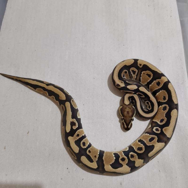 Male Specter het Clown