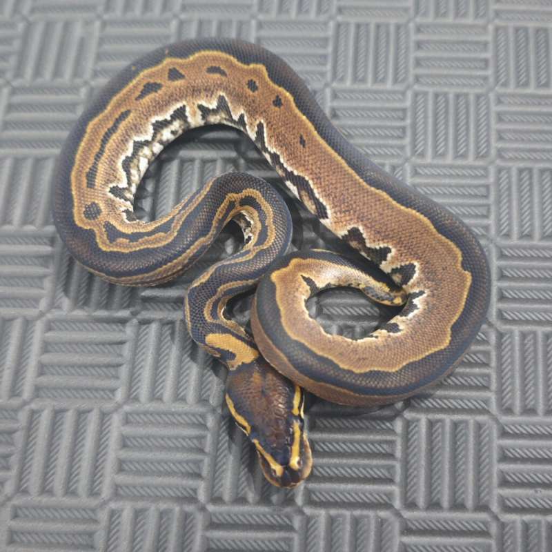 Pair M Tristripe dan F Fire Het Tristripe