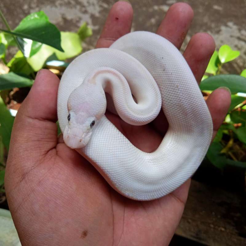 Lucy Ball Python
