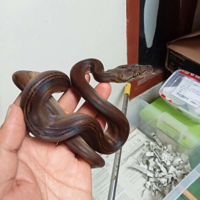 Retic gold child sunfire pH albino reduce pattern