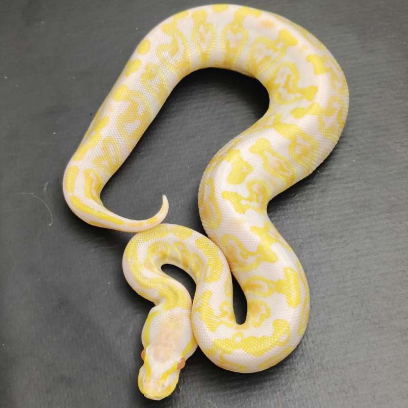 ALBINO GHI FEMALE (RARE)