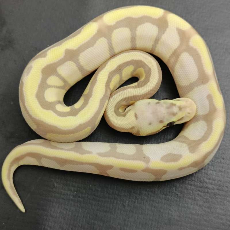 F.Banana Pastel Poss Enchi 66% Het Clown