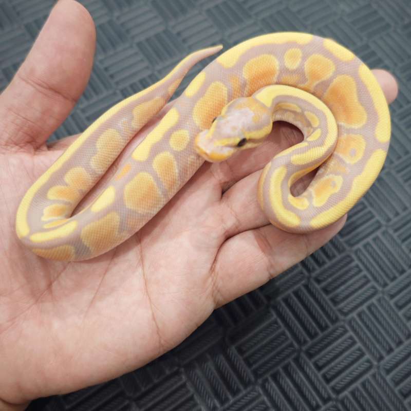 F Banana Fire (Blackhead) 50% Het Pied