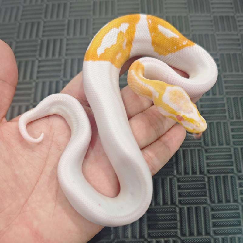 M Albino Pied Hi-White