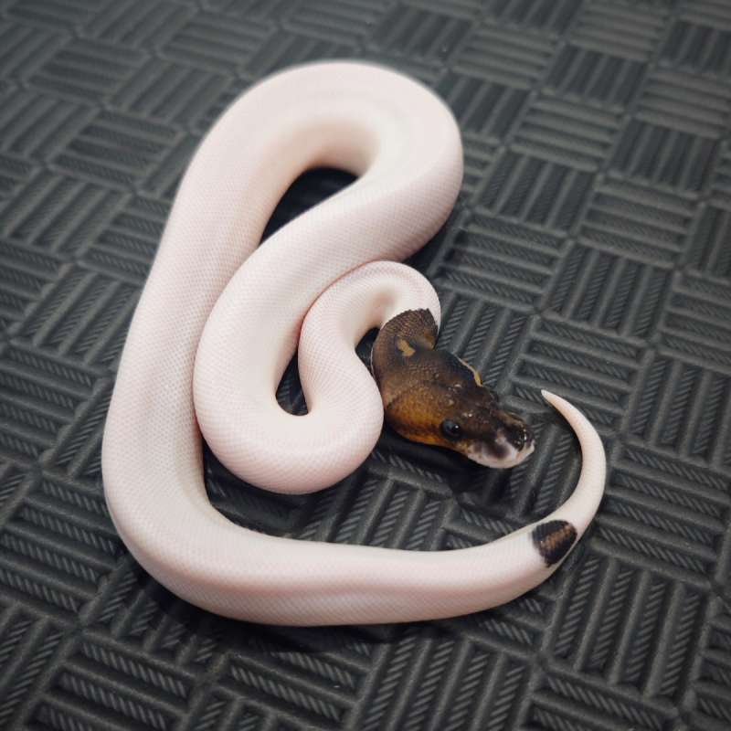 M BlackPastel Pied Het Hypo (Two Face)