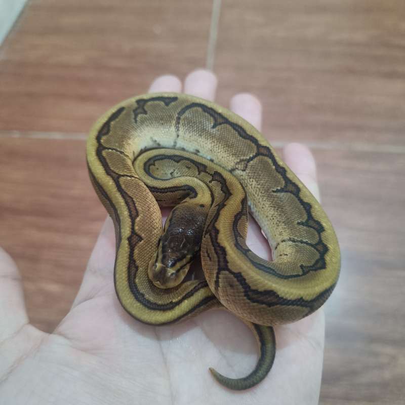 Pinstripe mahogany Enchi het pied pH albino