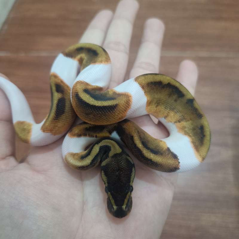 Mahogany enchi pied pH albino