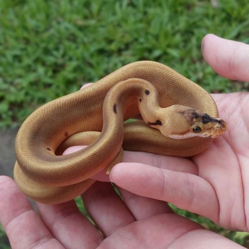 [UNIK!!] M Leopard Spider Enchi ++ 66% het Clown [25C1506]