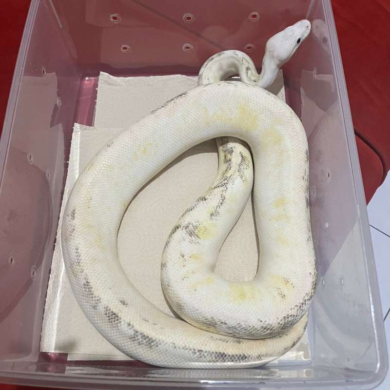 GHI Red Stripe Super Pastel Fire Yellow Belly Paradox