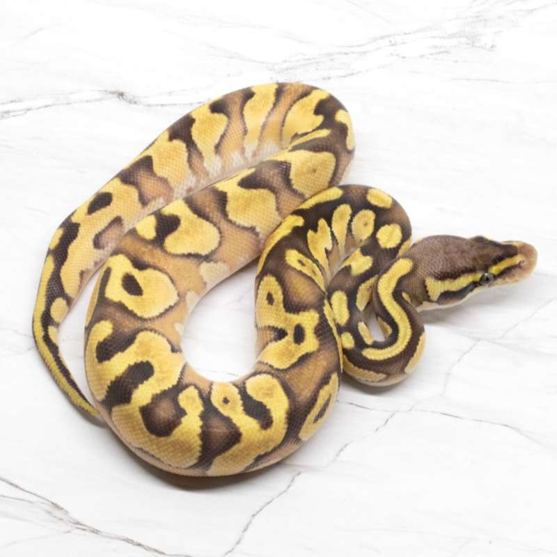 Enchi Mojave Pastel 66% DH Lavender Pied