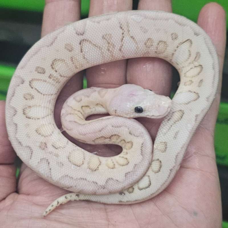 CLOWN LESSER SPOTNOSE SUPER PASTEL