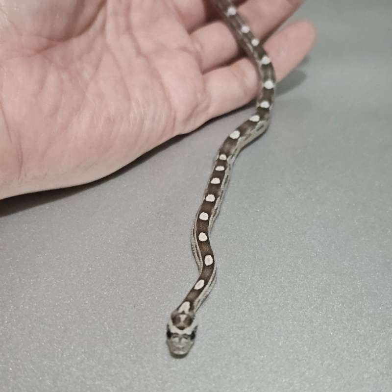 [Minus] Cornsnake Anery Motley +