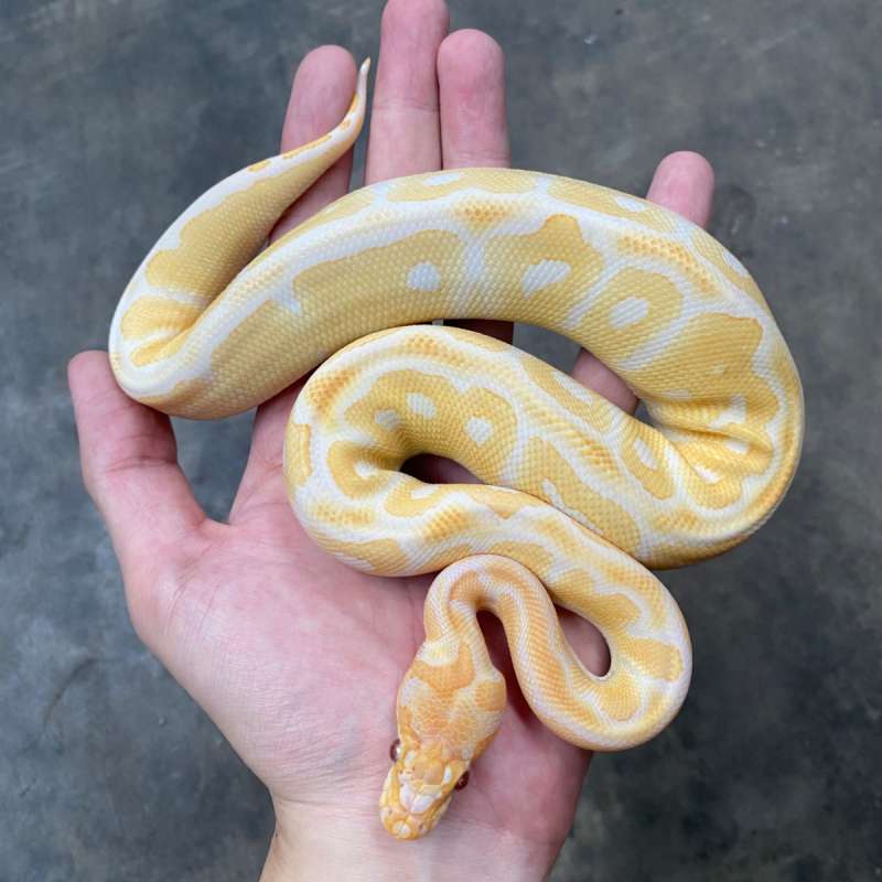 lavender clown aka grail