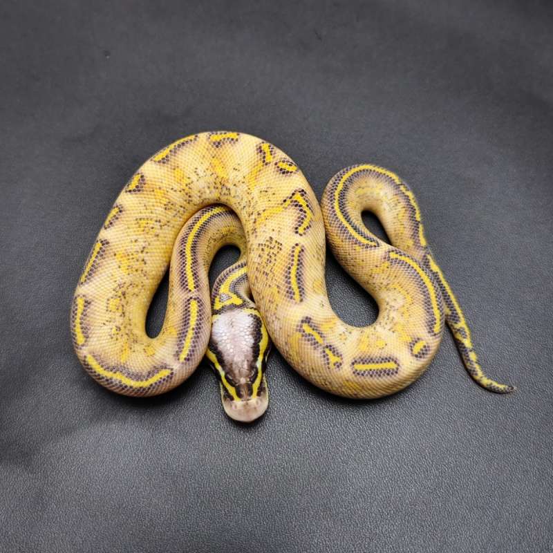 Pastel Highway Male