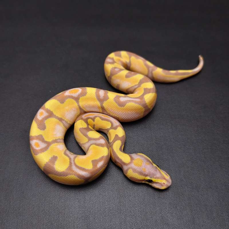 Banana Enchi Male
