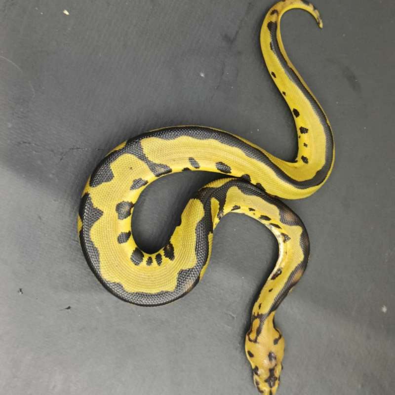 ⭐Leopard Clown 66% Het DreamSicle⭐